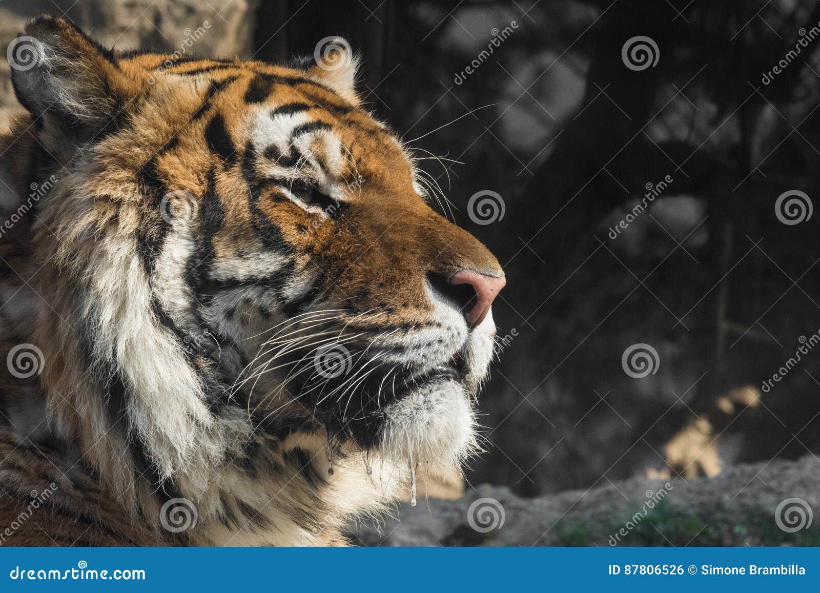 portrait of siberian tiger, big cat